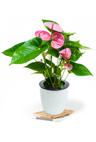 綠植售賣