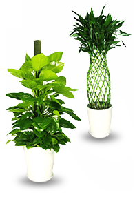 綠植租賃