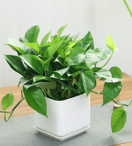 小綠蘿